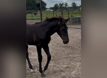 KWPN, Hengst, 1 Jaar, 170 cm