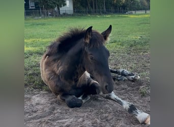 KWPN, Hengst, 1 Jaar, 170 cm