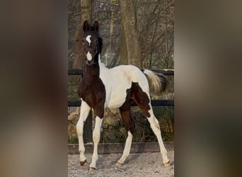 KWPN, Hengst, 1 Jaar, 170 cm, Gevlekt-paard