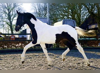 KWPN, Hengst, 1 Jaar, 170 cm, Gevlekt-paard