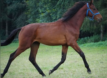 KWPN, Hengst, 1 Jaar, 171 cm, Bruin