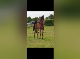 KWPN, Hengst, 1 Jaar, 171 cm, Bruin