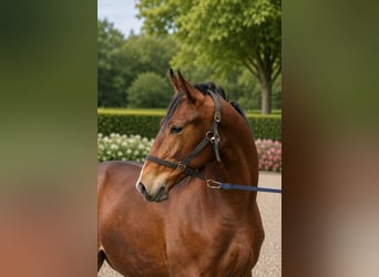 KWPN, Hengst, 1 Jaar, 173 cm, Bruin