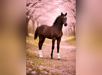 KWPN, Hengst, 1 Jaar, 175 cm, Donkere-vos