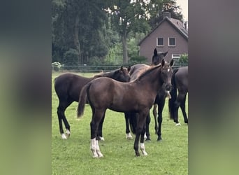 KWPN, Hengst, 1 Jaar, 175 cm, Donkere-vos