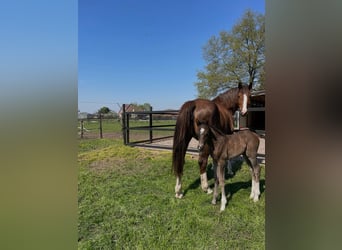 KWPN, Hengst, 1 Jaar, 175 cm, Donkere-vos