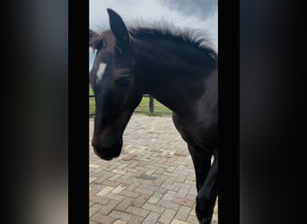 KWPN, Hengst, 1 Jaar, 175 cm, Donkere-vos