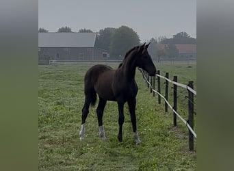 KWPN, Hengst, 1 Jaar, 175 cm, Donkere-vos