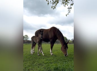 KWPN, Hengst, 1 Jaar, 175 cm, Donkere-vos