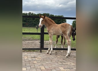 KWPN, Hengst, 1 Jaar, 175 cm, Vos
