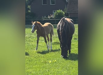 KWPN, Hengst, 1 Jaar, 175 cm, Vos
