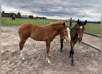 KWPN, Hengst, 1 Jaar, 175 cm, Vos