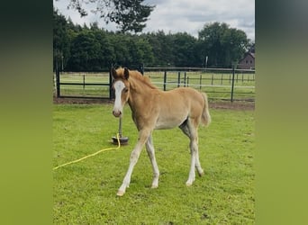 KWPN, Hengst, 1 Jaar, 175 cm, Vos