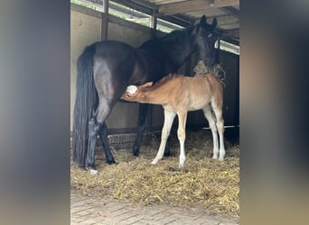 KWPN, Hengst, 1 Jaar, 175 cm, Vos