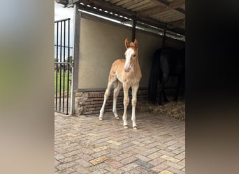 KWPN, Hengst, 1 Jaar, 175 cm, Vos