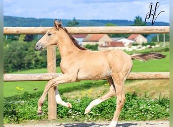 KWPN, Hengst, 1 Jaar, Falbe