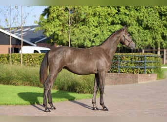 KWPN, Hengst, 1 Jaar, Schimmel
