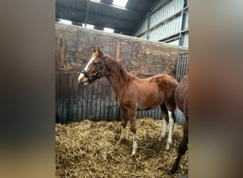 KWPN, Hengst, 1 Jaar, Vos