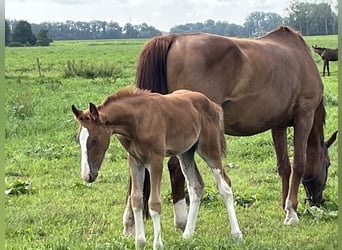 KWPN, Hengst, 1 Jaar, Vos