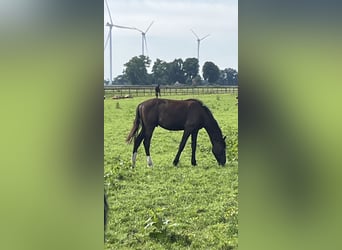 KWPN, Hengst, 1 Jaar, Vos