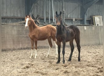 KWPN, Hengst, 1 Jaar, Vos