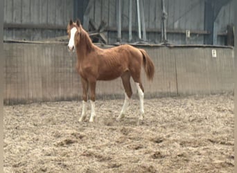 KWPN, Hengst, 1 Jaar, Vos