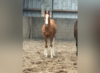 KWPN, Hengst, 1 Jaar, Vos