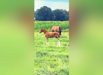KWPN, Hengst, 1 Jaar, Vos