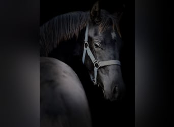 KWPN, Hengst, 1 Jaar, Zwart