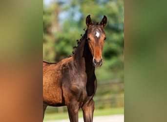 KWPN, Hengst, 1 Jahr, 140 cm, Schwarzbrauner