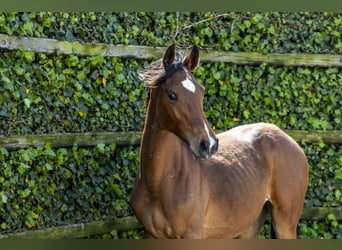 KWPN, Hengst, 1 Jahr, 149 cm, Brauner