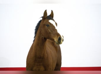 KWPN, Hengst, 1 Jahr, 150 cm, Brauner