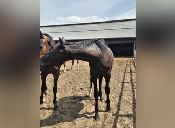 KWPN, Hengst, 1 Jahr, 150 cm, Rappe