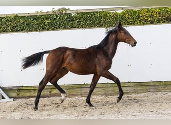 KWPN, Hengst, 1 Jahr, 157 cm, Brauner