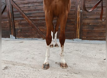 KWPN, Hengst, 1 Jahr, 157 cm