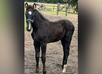 KWPN, Hengst, 1 Jahr, 165 cm, Schwarzbrauner