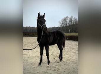 KWPN, Hengst, 1 Jahr, 168 cm, Rappe