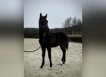 KWPN, Hengst, 1 Jahr, 168 cm, Rappe