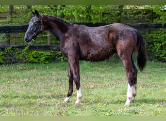 KWPN, Hengst, 1 Jahr, 169 cm, Rappe