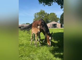 KWPN, Hengst, 1 Jahr, 170 cm, Brauner