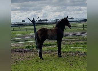 KWPN, Hengst, 1 Jahr, 170 cm, Brauner