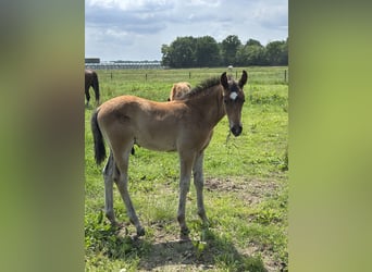 KWPN, Hengst, 1 Jahr, 170 cm, Brauner