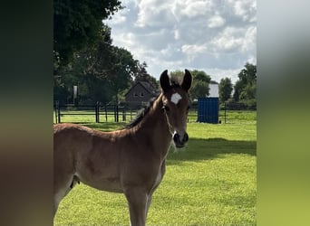 KWPN, Hengst, 1 Jahr, 170 cm, Brauner