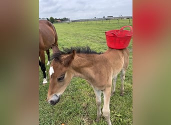 KWPN, Hengst, 1 Jahr, 170 cm, Brauner
