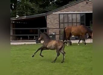 KWPN, Hengst, 1 Jahr, 170 cm, Brauner