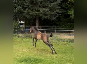 KWPN, Hengst, 1 Jahr, 170 cm, Brauner