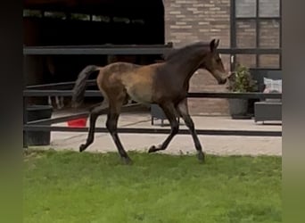 KWPN, Hengst, 1 Jahr, 170 cm, Brauner