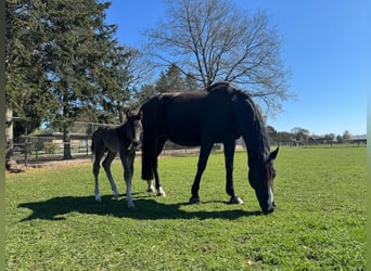 KWPN, Hengst, 1 Jahr, 170 cm
