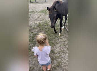 KWPN, Hengst, 1 Jahr, 170 cm