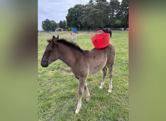 KWPN, Hengst, 1 Jahr, 170 cm